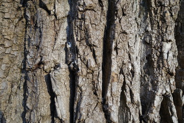 Background tree bark in different variations