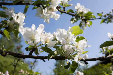 apple tree blooming