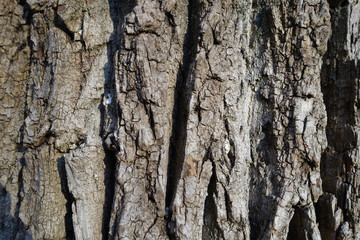 Background tree bark in different variations