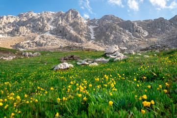 Fototapeta premium Snow melted mountains stand at the back of rocks and yellow flowers in green grass.