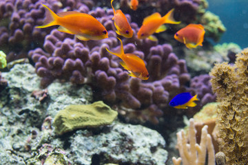 Naklejka na ściany i meble Golden fish on the reef