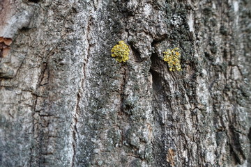 Background tree bark in different variations