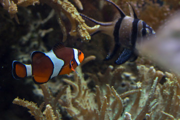 Fototapeta na wymiar Clown fish in the reef