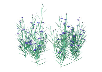 3D Illustration Cornflowers on White
