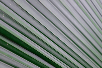 Textured green leaf for background.