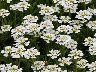 Ibéris toujours vert ou ibéris corbeille d'argent  (Iberis sempervirens)