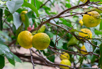 Lemons tree grow next to Yoro waterfall. Gifu. Japan