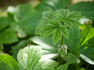 kein heimisches Gewächs, aber trotzdem schön anzusehen, die japanische Anemone, hier die jungen Blätter, wie ein Regenschirm geöffent