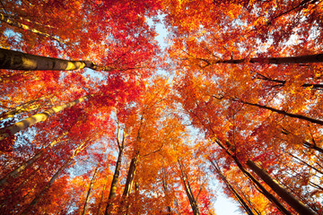 Bottom view of the tops of trees in the autumn forest. Splendid morning scene in the colorful...