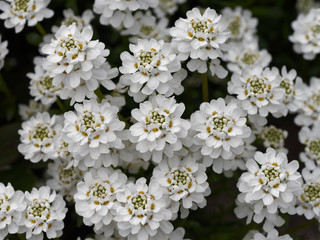 Iberis sempervirens - Ibéris toujours vert ou ibéris corbeille d'argent 
