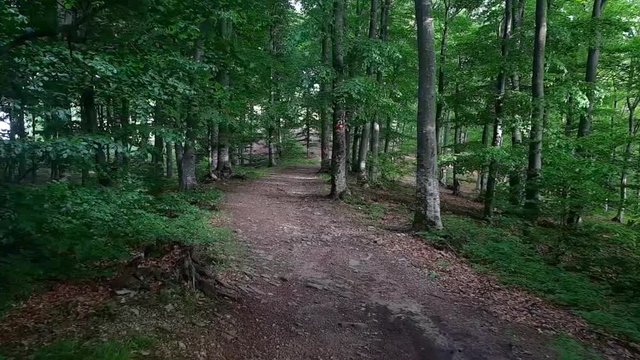 Romantic trail walk in green lush forest during a summer afternoon. POV style footage