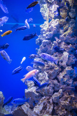 underwater world ocean corals fish