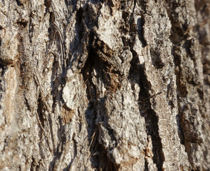 Background tree bark in different variations