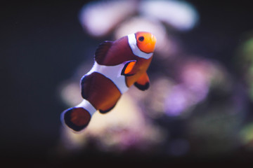 Obraz na płótnie Canvas underwater world ocean corals fish
