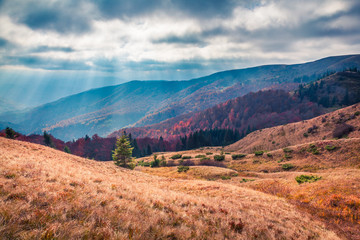Impressive autumn scene of mountain valley. Great morning scene of Carpathian mountains, Kvasy village location, Ukraine, Europe. Beauty of nature concept background.