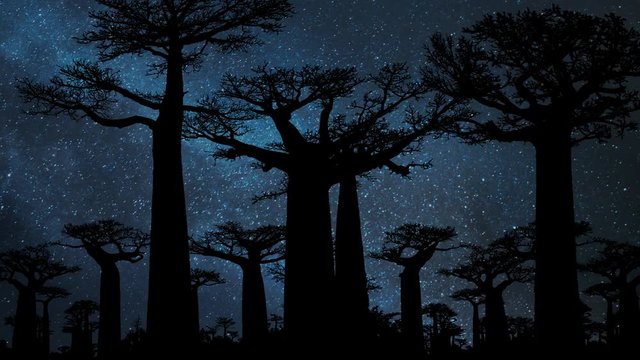 Baobab Trees Forest by Night with Stars and Milky Way: the Famous Avenue of the Baobabs in Madagascar, Africa