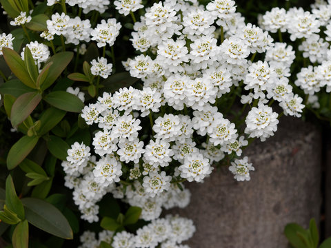 Iberis sempervirens - Ib&eacute;ris toujours vert ou corbeille d'argent 