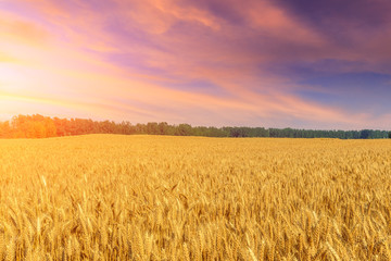 Wheat crop field sunset landscape