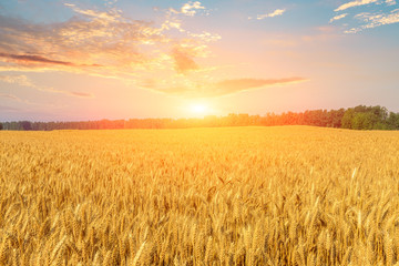 Fototapeta premium Wheat crop field sunset landscape