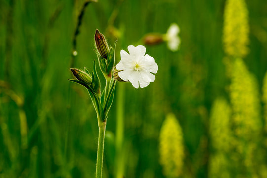Closeup of a single flower of Silene latifolia (formerly Melandrium album), the white campion is a dioecious flowering plant in the family Caryophyllaceae.