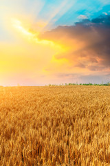 Wheat crop field sunset landscape