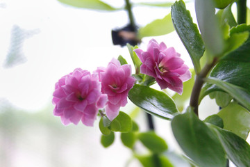 Colourful flower in the spring