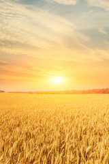 Obraz premium Wheat crop field sunset landscape
