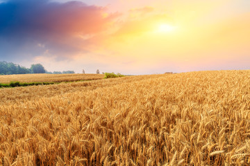 Fototapeta premium Wheat crop field sunset landscape