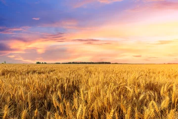 Acrylic prints Honey color Wheat crop field sunset landscape