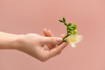 Female hand with beautiful freesia flower on color background