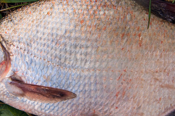 Close up view of common bream fish just taken from the water. Common bream fish scales as natural background.