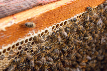 Busy bees, close up view of the working bees on honeycomb. .