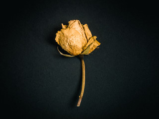 Yellow rose. Dried flower