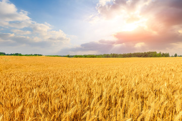 Wheat crop field sunset landscape