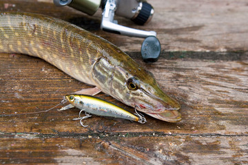 Freshwater pike and fishing equipment lies on wooden background..
