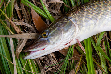 Close up view of big freshwater pike lies on dry and green reed..