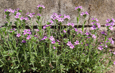 Obraz na płótnie Canvas Small purple flowers grow near the wall of the house. Concrete background