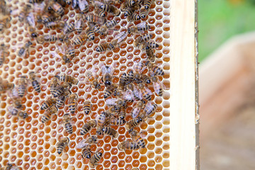 Close up view of working bees on honeycomb with sweet honey.