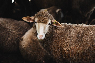 sheep front face portrait