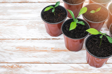 Green new plants in brown pots. Potted plants on white wooden background.