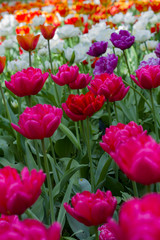 a large glade dotted with multicolored tulips lit by the bright sun.