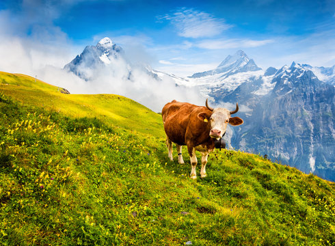 Cattle on a mountain pasture. Colorful morning view of Bernese Oberland Alps, Grindelwald village location. Schreckhorn summit in the morning mist. Switzerland, Europe.