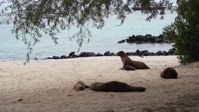 A baby sealion walks around the beach on the Galapagos Islands