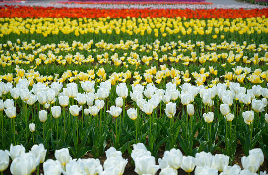 Tulip field in Japan.