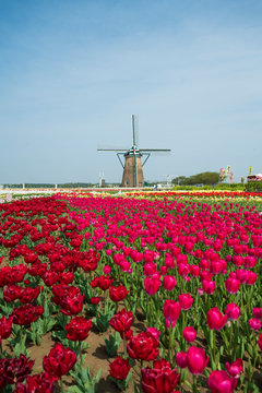 Tulips garden and wind turbine on background