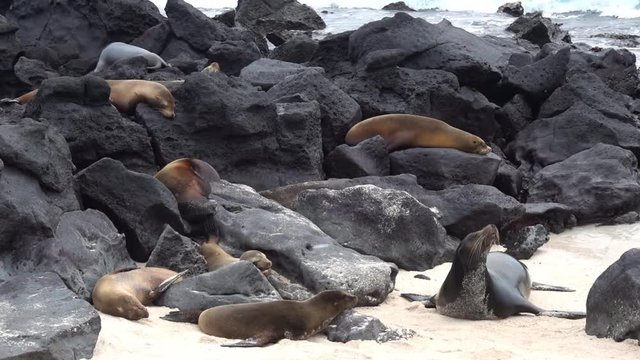 A male seal walks on the beach at Galapagos islands