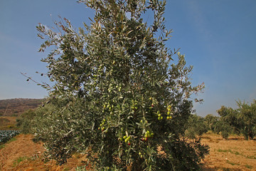 Olive trees in the Aegean region
