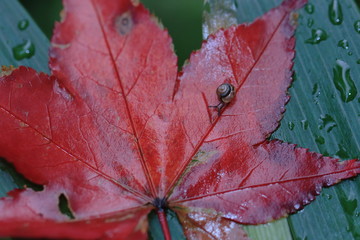 雨に濡れた紅葉の上を這うカタツムリの赤ちゃん