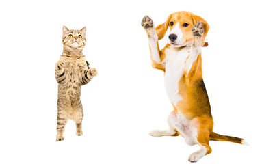 Cat Scottish Straight and Beagle dog standing on its hind legs isolated on white background