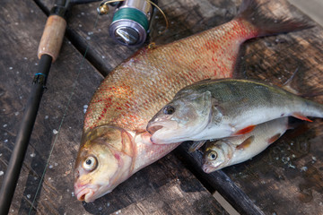 Big freshwater bronze bream or carp bream, white bream or silver bream, perch and fishing rod with reel on vintage wooden background..